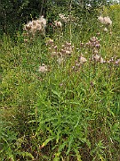 IMG_3599