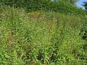 IMG_7995