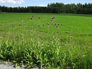 IMG_2495