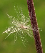 IMG_3779