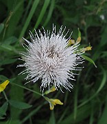 IMG_3932