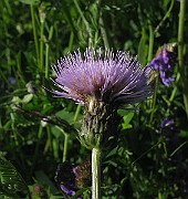 IMG_6220