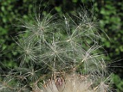 IMG_7988