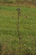 IMG_0794