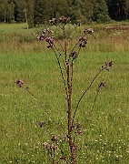 IMG_0795
