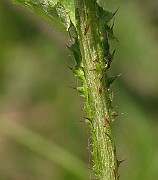 IMG_3629