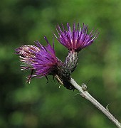 IMG_8689
