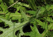 IMG_9725