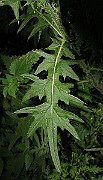 IMG_3526