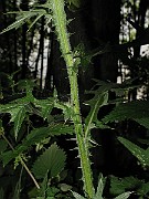IMG_3529
