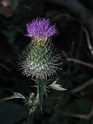 IMG_3537