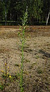 IMG_1738
