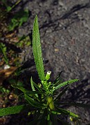 IMG_3531