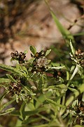 IMG_0767