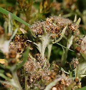 IMG_5790