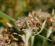 IMG_5792