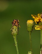 IMG_1706
