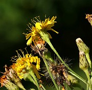 IMG_1712