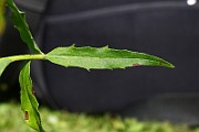 IMG_1717