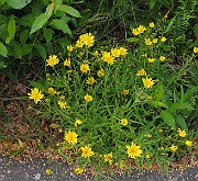 IMG_3755
