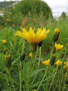IMG_3758