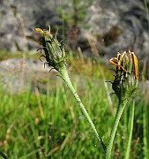 IMG_4488