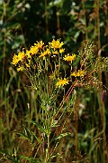 IMG_6512