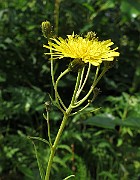 IMG_7717