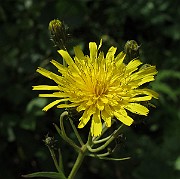 IMG_7718