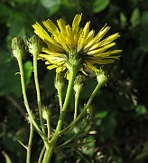 IMG_7720