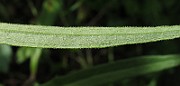 IMG_7724