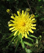 IMG_7725