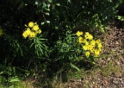 IMG_8239