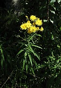 IMG_8240