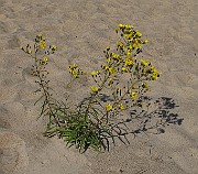 IMG_9954