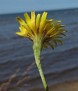 IMG_9944