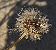 IMG_9948