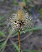 IMG_2442
