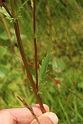 IMG_1126
