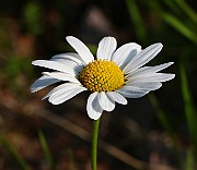 IMG_1291