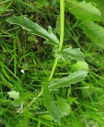 IMG_3752