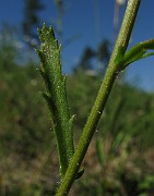 IMG_4249