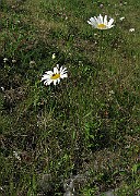 IMG_4275