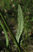 IMG_4276
