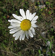 IMG_4277