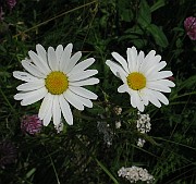 IMG_6276