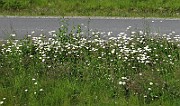 IMG_7631
