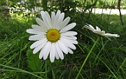 IMG_7990