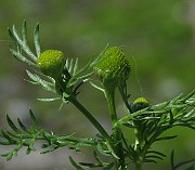 IMG_7564