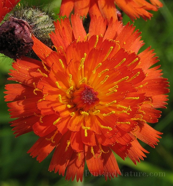 Hieracium_aurantium5.jpg
